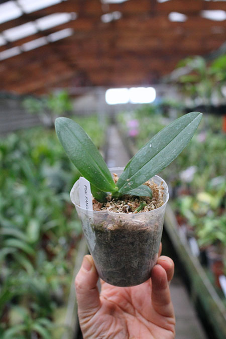 Phalaenopsis FANGtastic Green Envy.jpg