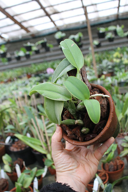 Cattleya walkeriana (dark color x 'Cambara'.jpg