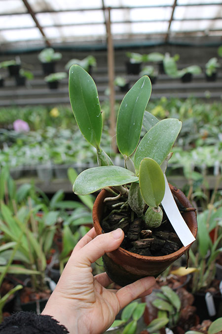 Cattleya walkeriana 'Edward' x nobilior coerulea 'Pledge'.jpg