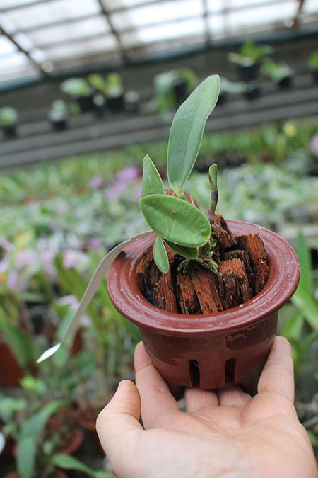 Cattleya walkeriana tipo 'Rio Claro' x walkeriana rubra flamea 'Portinari'.jpg