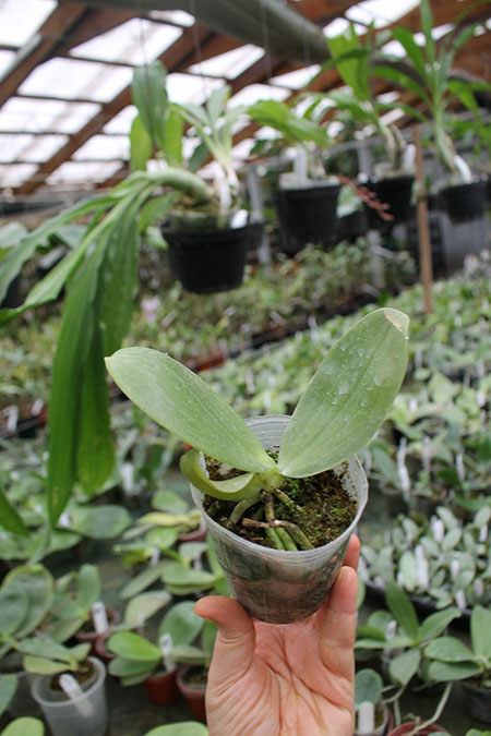 Phalaenopsis Chienlung Sweetheart.jpg