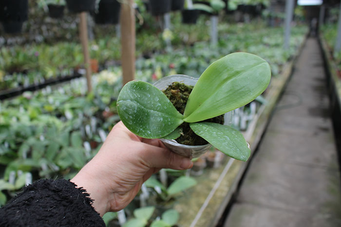 Phalaenopsis KS Surer Zebra (clone).jpg
