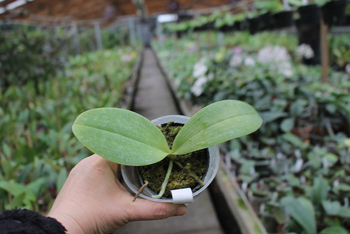 Phalaenopsis Sogo Pony x (Hymen x Sogo Kaiulani).jpg