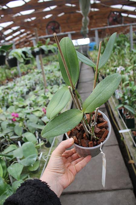 Cattleya leopoldii trilabelo 'Monte Verde' x SELF.jpg