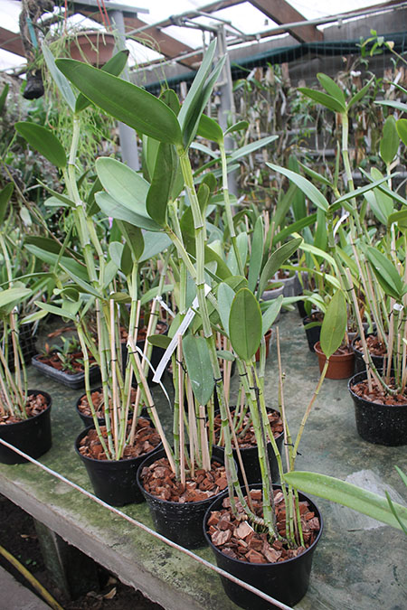 Cattleya guttata verde sem pintas 'AWZ' x guttata amarela sem pintas 'Onca Parda'.jpg