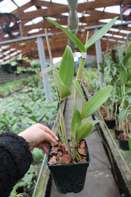 Cattleya guttata coerulea 'AWZ' SELF.jpg