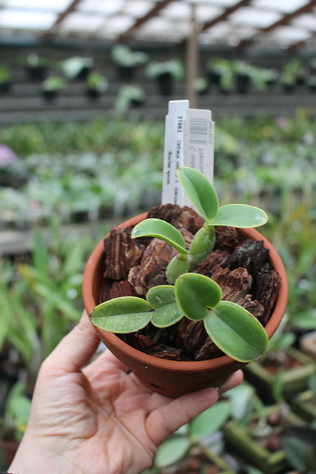 Cattleya nobilior coerulea x coerulea 'Francisco'.jpg