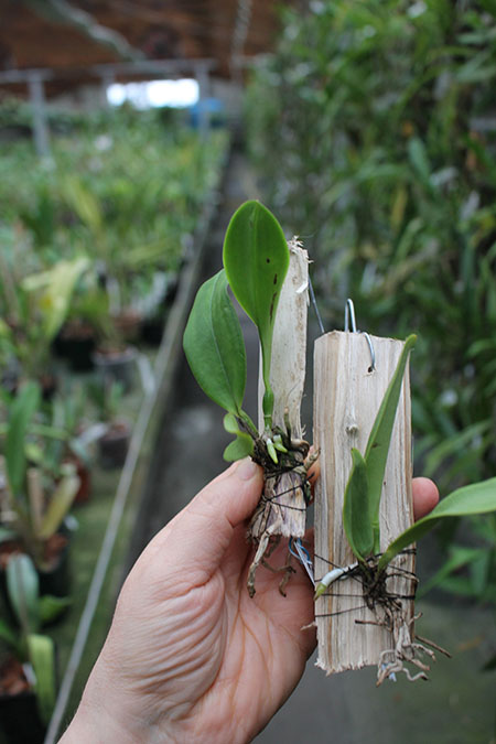 Cattleya dowiana x self (Rosita type).jpg