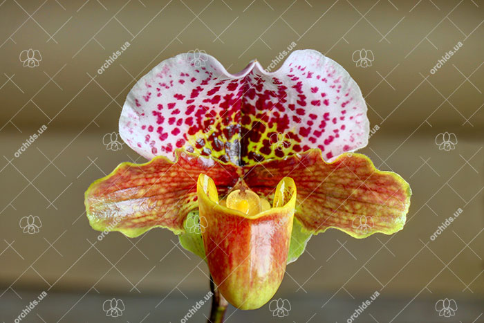 Paphiopedilum charlesworthii x Great Pacific.jpg