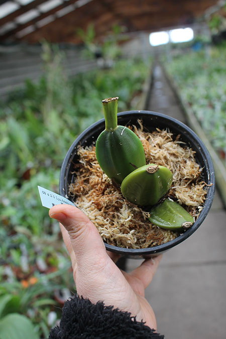 Lycaste Arashiyama (macrobulbon x Shoalhaven 'Kobe').jpg