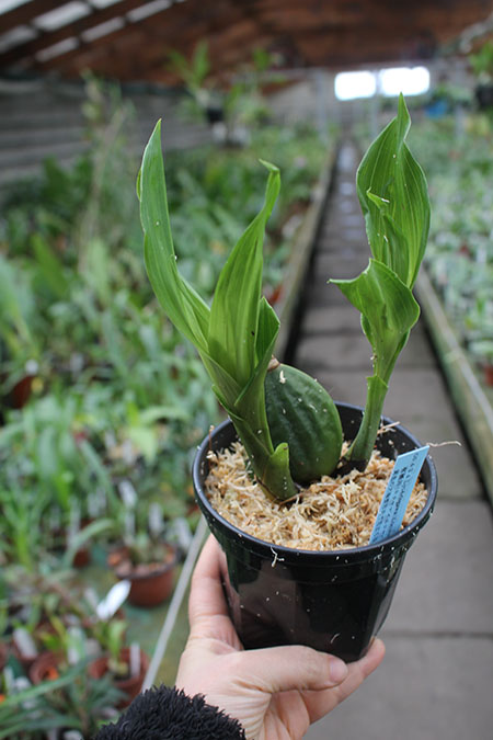 Lycaste Arisugawa (Kitayama x Shoalhaven 'Kyoto').jpg