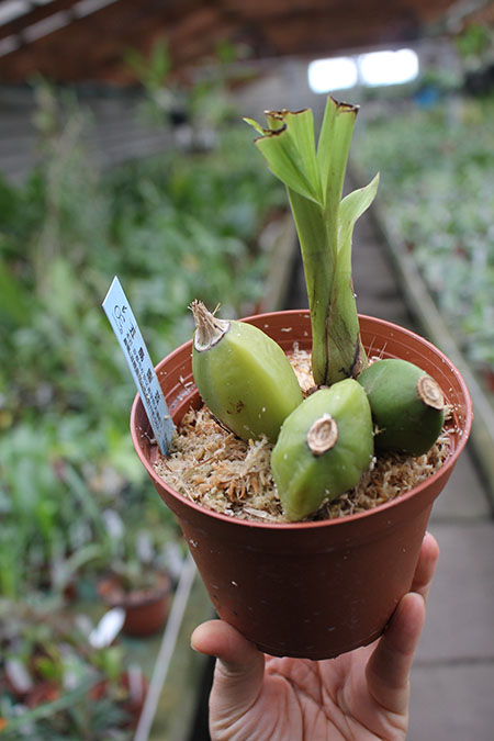 Lycaste Murasakino (Wyld Court 'Red' x Shoalhaven 'Kyoto').jpg