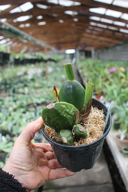 Lycaste Kitaohji (Arashiyama x Midas).jpg