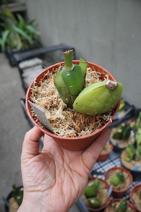 Lycaste Michael and Sharon.jpg