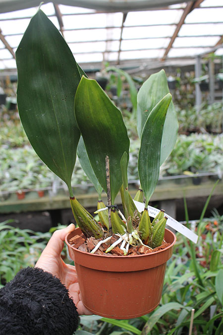 Bifrenaria tyrianthina semi alba escura '2' x tyrianthina semi alba escura '1'.jpg