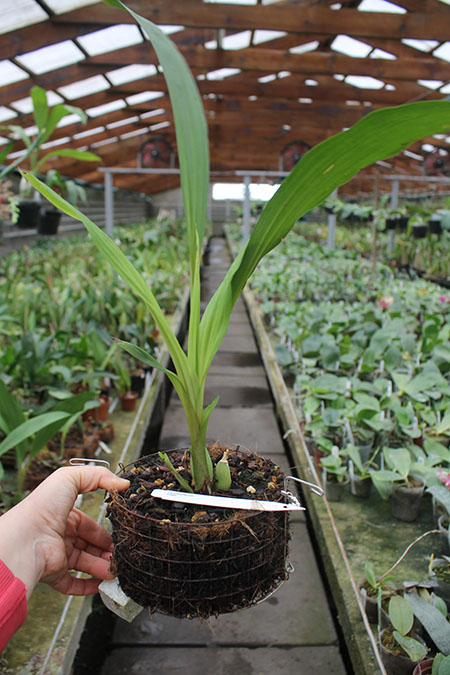 Lycomormium fiskei.jpg