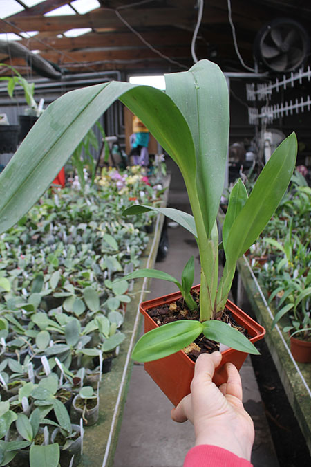 Maxillaria Fabricio Suarez.jpg