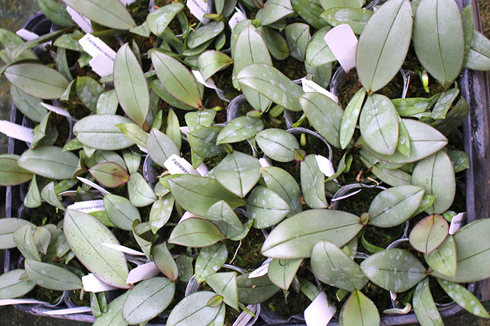 Phalaenopsis Bronze Maiden (schilleriana x mannii).jpg