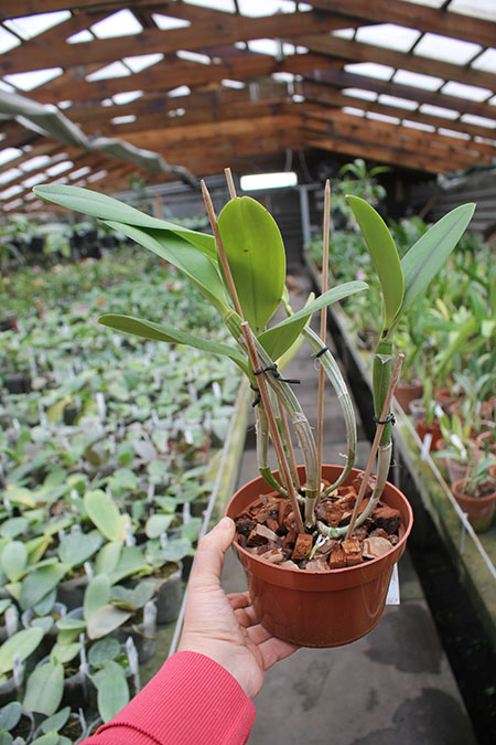 (Brassavola digbyana x Rhyncholaeliocattleya Young Kong) 'ORCHIS'.jpg
