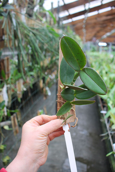 Cattleya schilleriana 'Surpresa' x 'Preciosa'.jpg