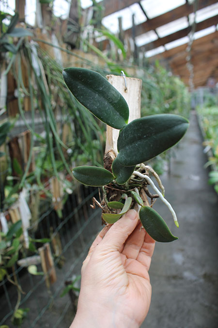 Cattleya schilleriana 'Shimoda' x Laelia pumila boa f (Z-1028).jpg