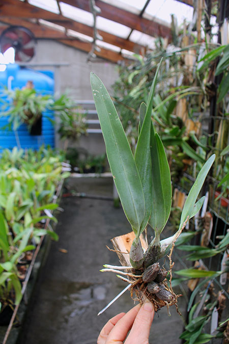 Encyclia citrina.jpg