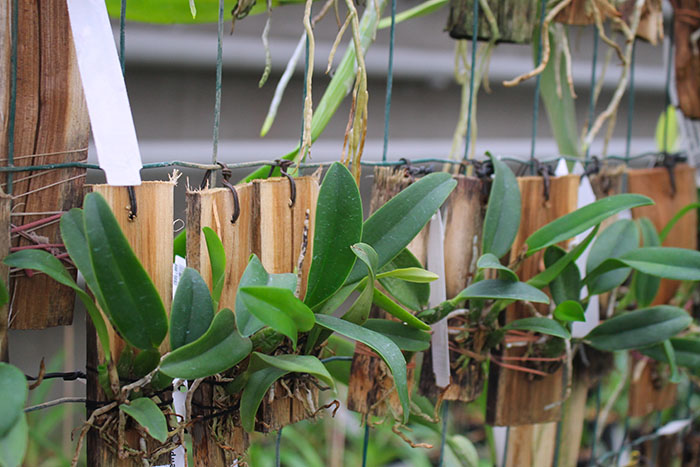 (Sophrocattleya Beaufort x Laeliocattleya Orglade’s Glow) 'Kewpie'.jpg