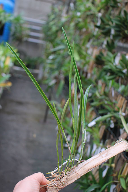 Cattleya guttata verde sem pintas 'AWZ' (54-12) x Brassavola tuberculata.jpg