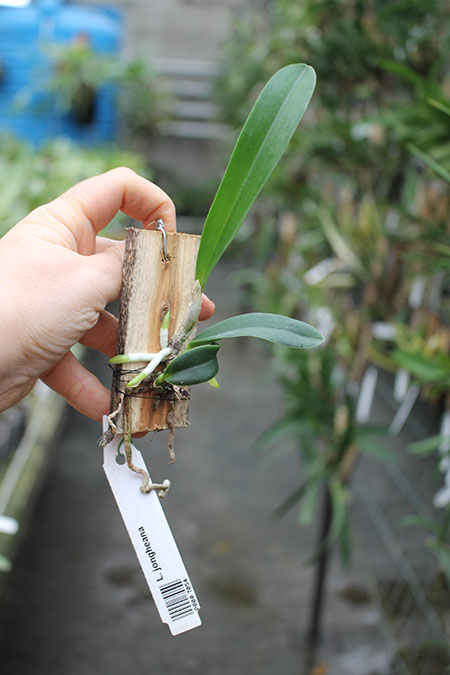 Laelia jongheana.jpg