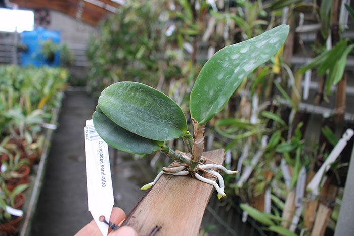 Cattleya violacea semi-alba.jpg