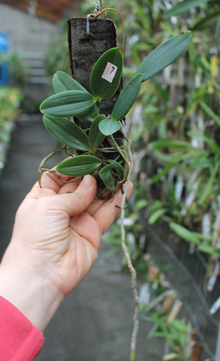 Cattleya aclandiae escura 'Ochente' x self.jpg