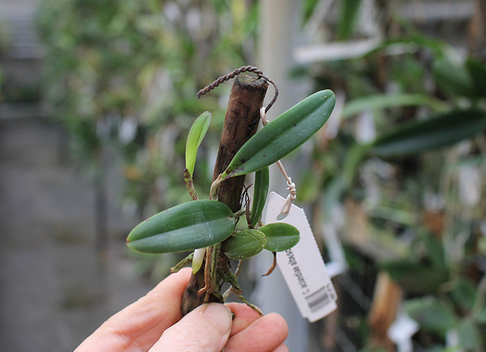 Cattleya aclandiae albescens x self.jpg