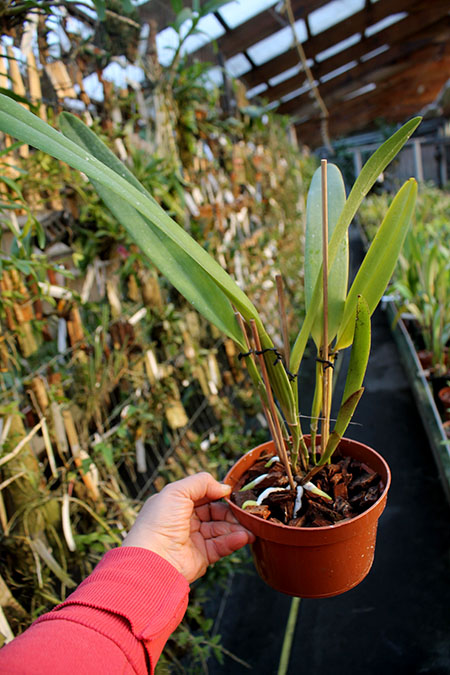 Laelia tenebrosa vinicolor x Laelia tenebrosa 'Richard'.jpg