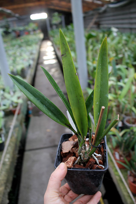 Brassocattleya Star Ruby 'Xanadu'.jpg
