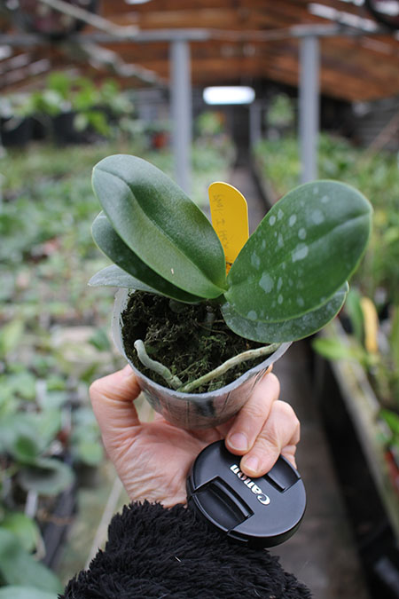 Phalaenopsis I-Hsin 'Spot Eagle'.jpg