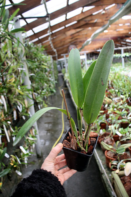 Cattleya mossiae alba 'Irene' x Cattleya mossiae alba 'Orosco'.jpg