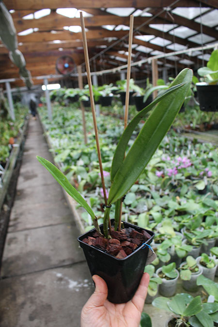 Cattleya maxima alba 'Drago' x coerulea 'Hector'.jpg