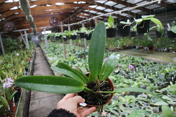 Cattleya maxima tipo select x sib.jpg