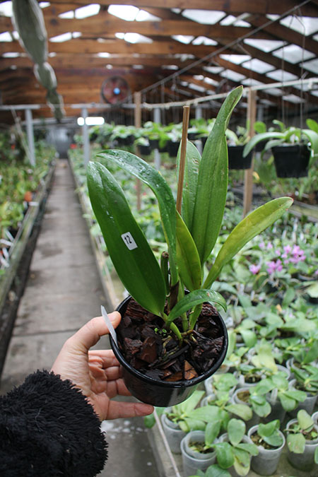 Cattleya maxima concolor.jpg