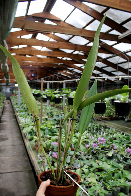 Cattleya maxima coerulea 'Hector'.jpg
