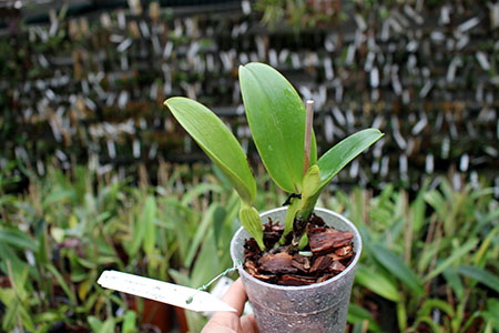 Cattleya jenmanii rubra ('HR Red Lip' x 'HR Grand Ruby').jpg