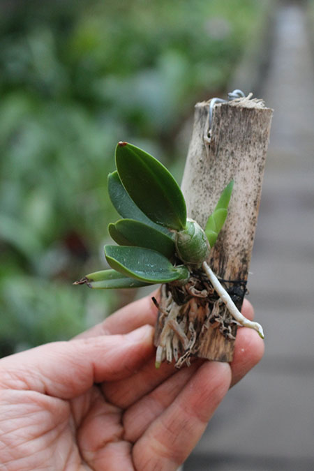 Laelia sincorana concolor 'BO' x (sincorana alba x SELF).jpg