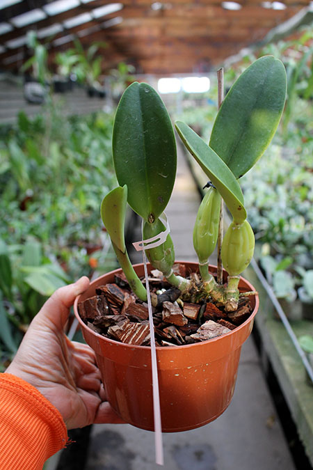 Cattleya trianae coerulea (40-8) x SELF.jpg