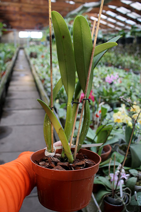 Cattleya trianae 'Waldemar Silva' x trianae lab escuro-integro 'Monte Verde'.jpg