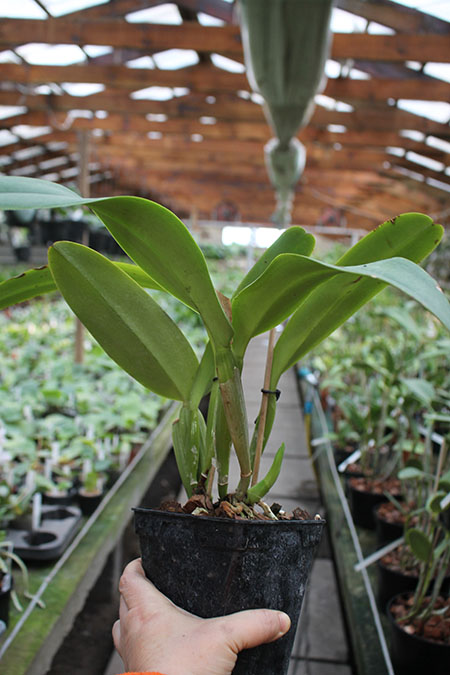 Cattleya warneri semi alba 'Aline' x Cattleya warneri semi alba integra orlata.jpg