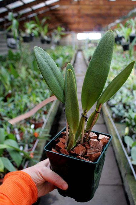 Cattleya eldorado tipo XXX x Cattleya eldorado rubra.jpg