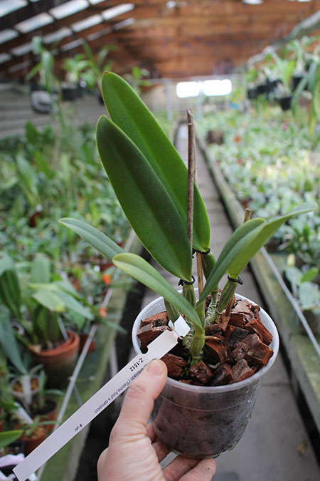 Cattleya eldorado 'Rainha Azul' x eldorado concolor.jpg