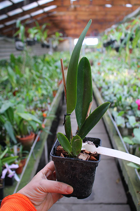 Cattleya trianae concolor 'Z-153- Nr 1' x trianae concolor 'Z-153- Nr 2'.jpg