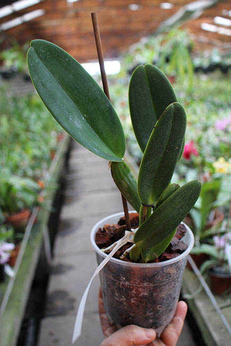 Cattleya warneri coerulea 'Suzuki' x warneri coerulea 'Carolina'.jpg