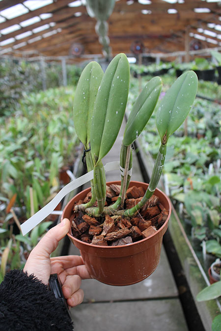 Cattleya lueddemanniana coerulea 'Pedra Azul' XXX x Cattleya lueddemanniana coerulea 'Caribe'.jpg